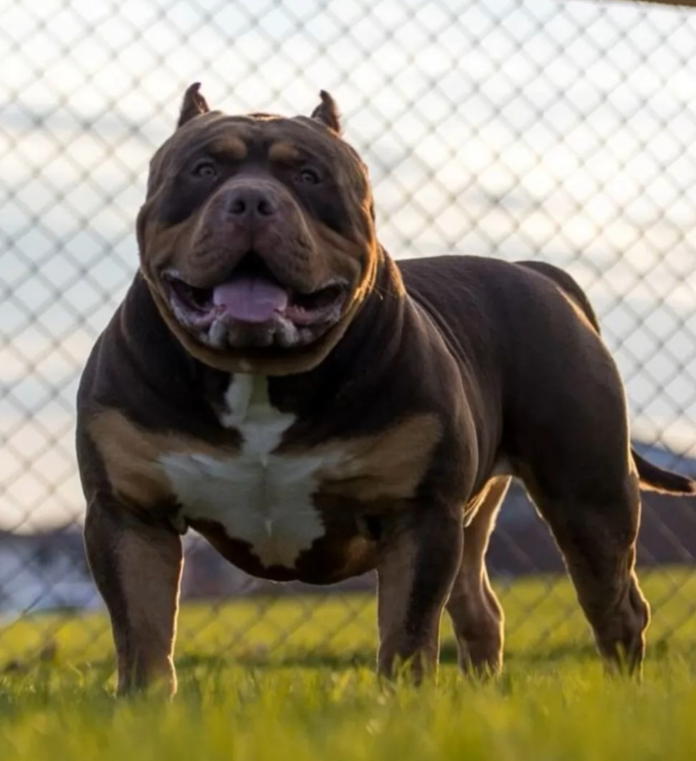 Dog Featured Image