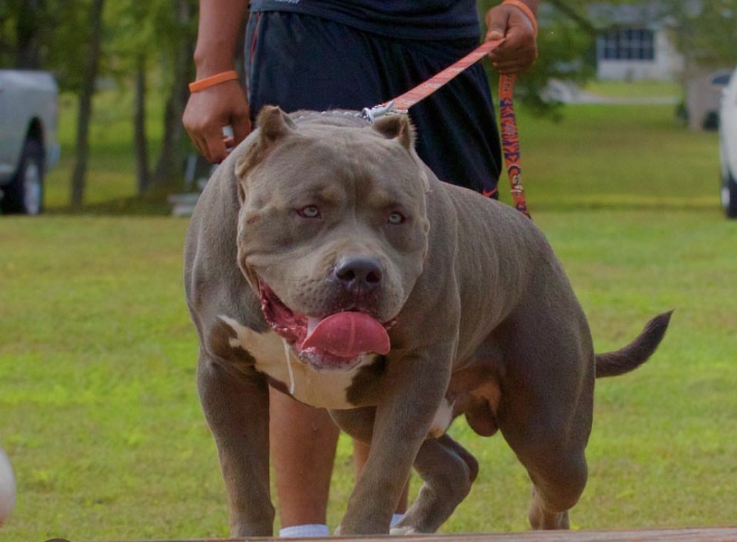Dog Featured Image