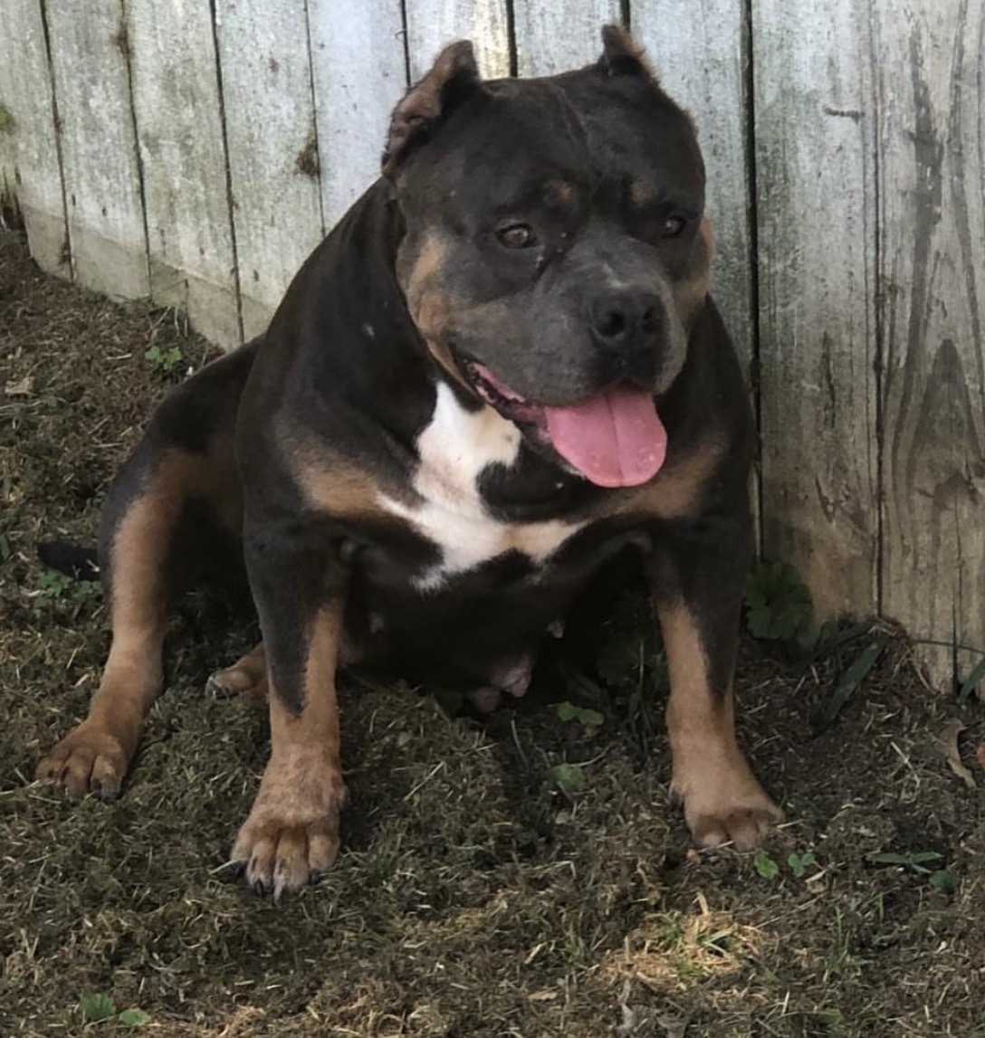 Dog Featured Image