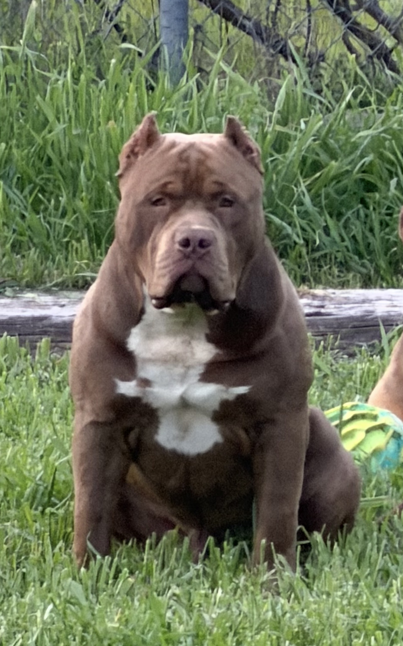Dog Featured Image