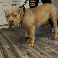 Dog Featured Image
