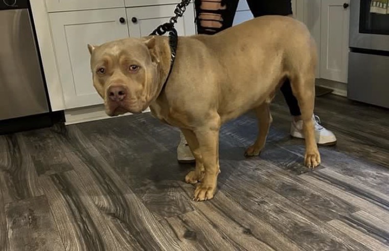 Dog Featured Image