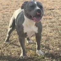 Wyatt Kennel NuNu