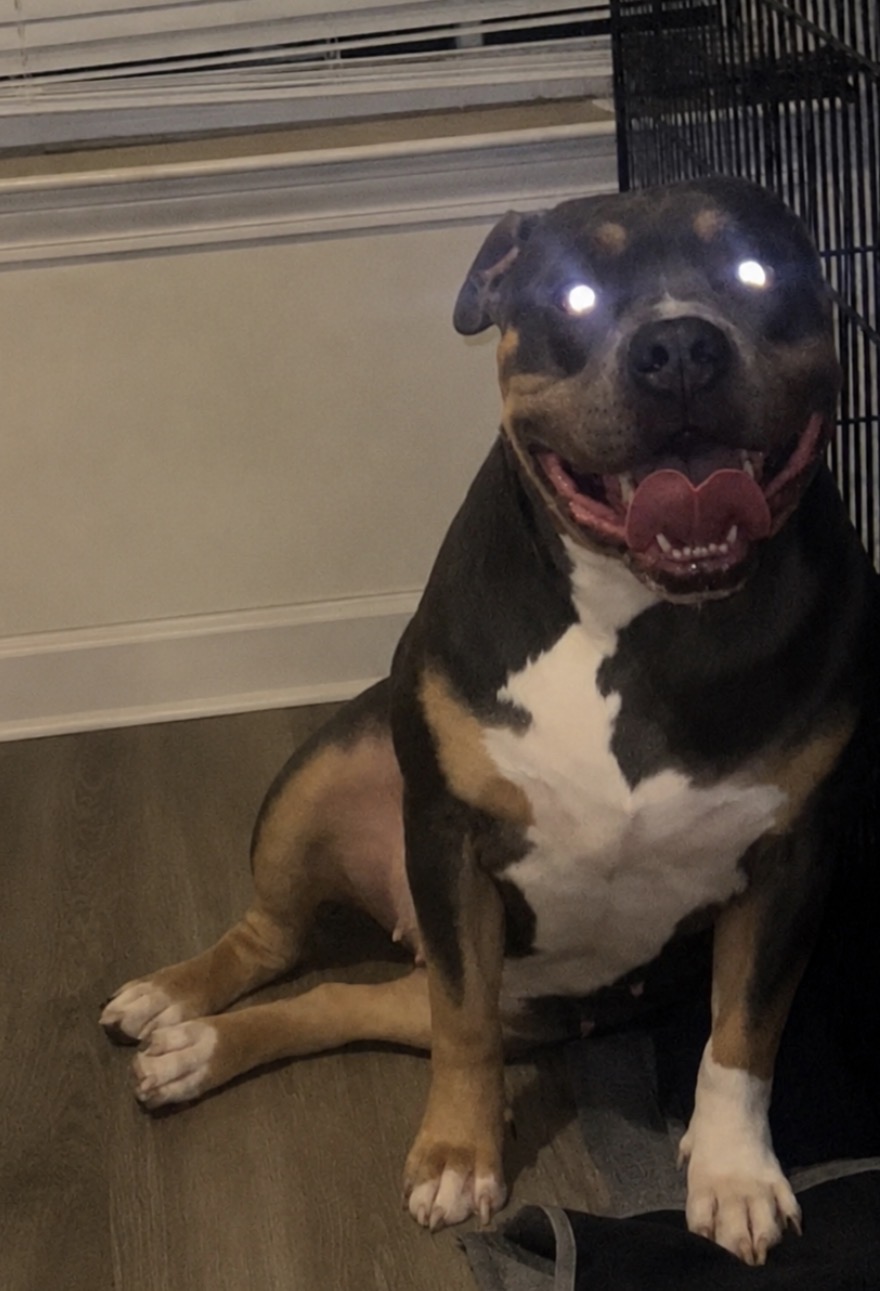 Dog Featured Image