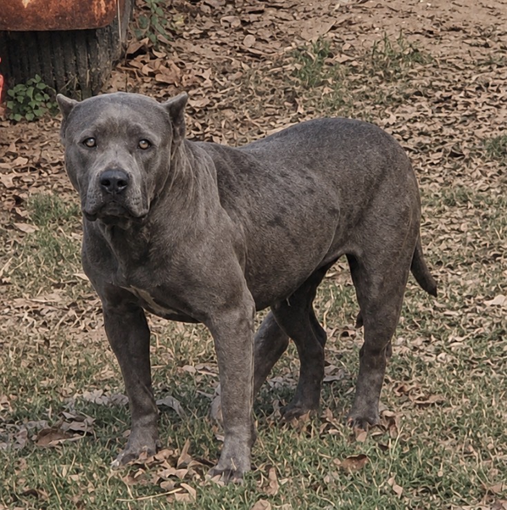 Dog Featured Image