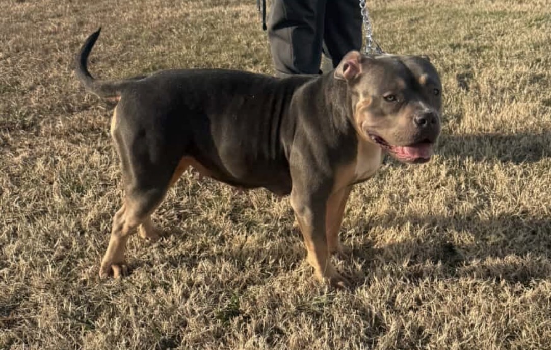 Dog Featured Image
