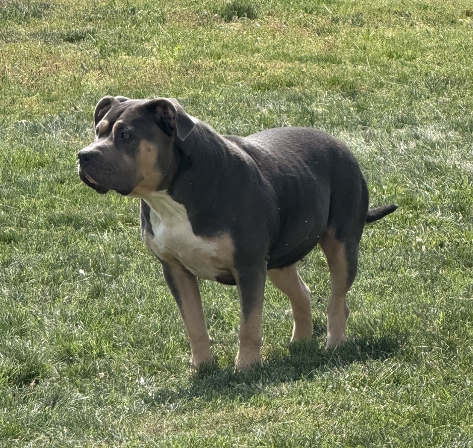 Dog Featured Image