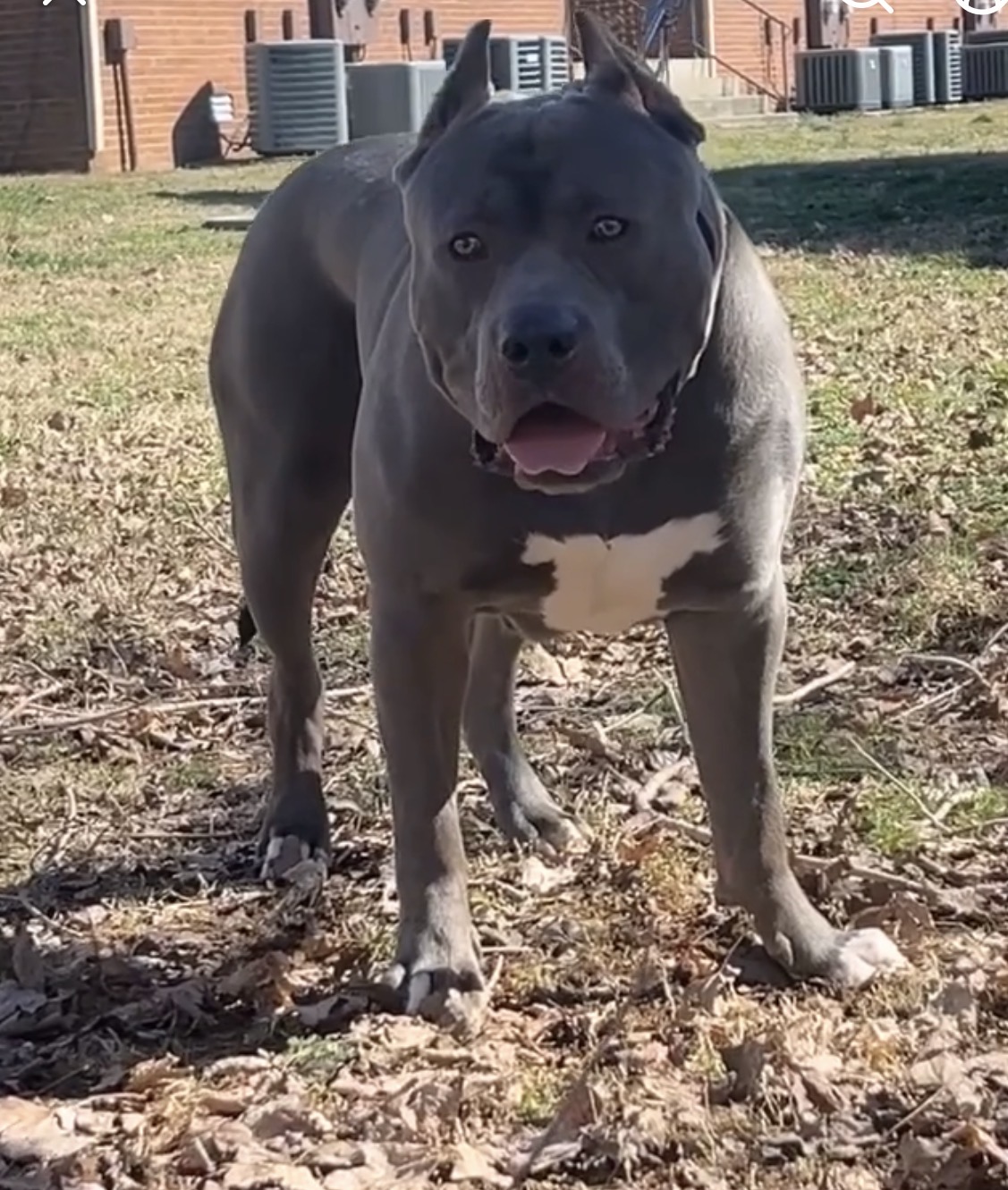 Dog Featured Image