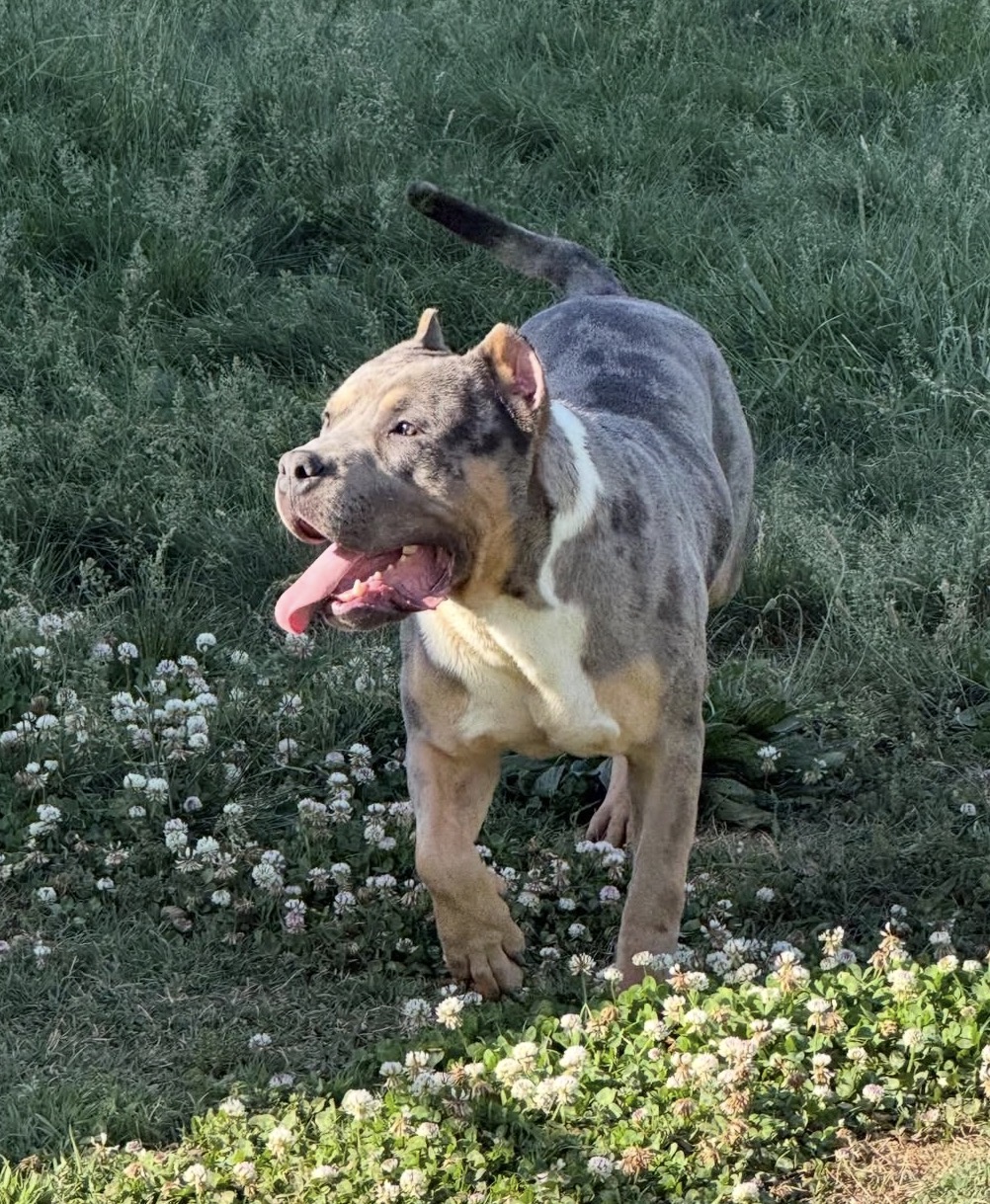Dog Featured Image
