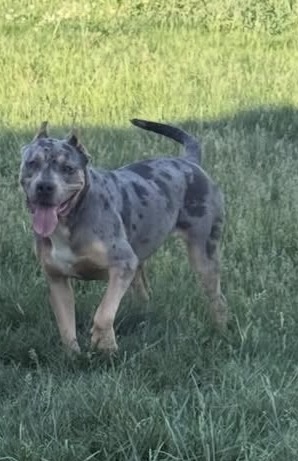 Dog Featured Image