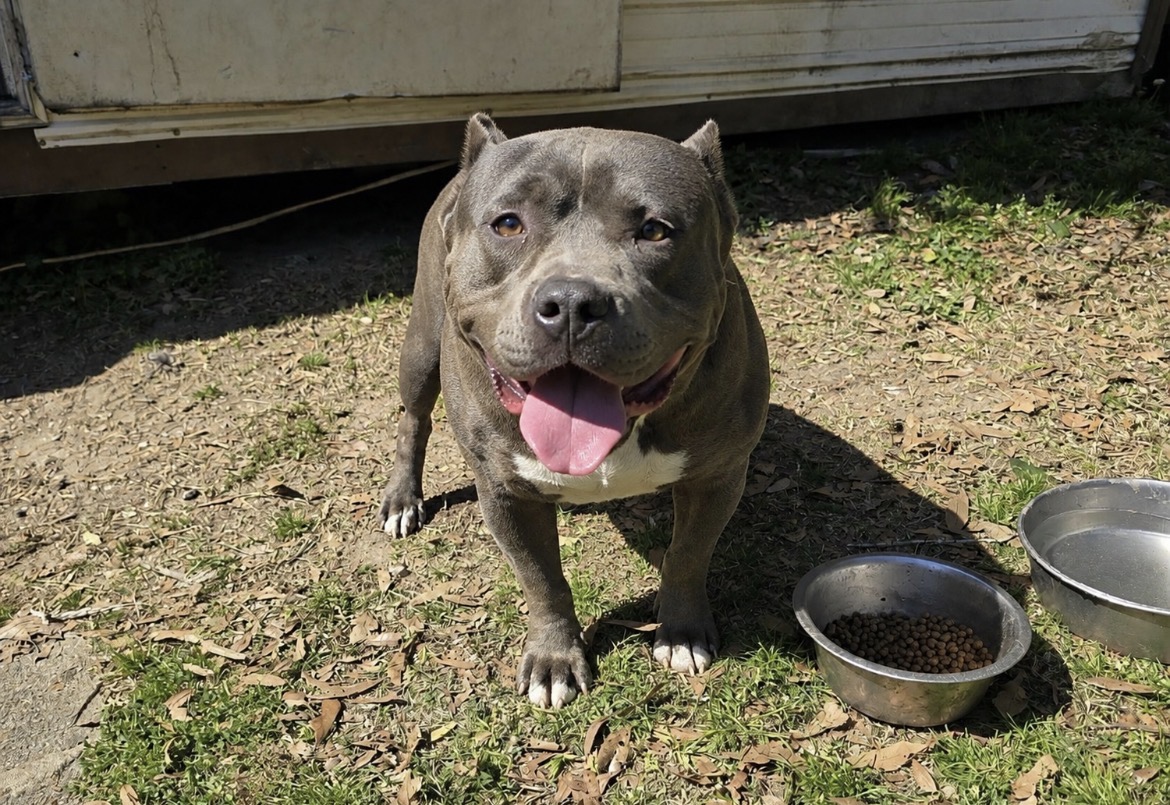 Dog Featured Image