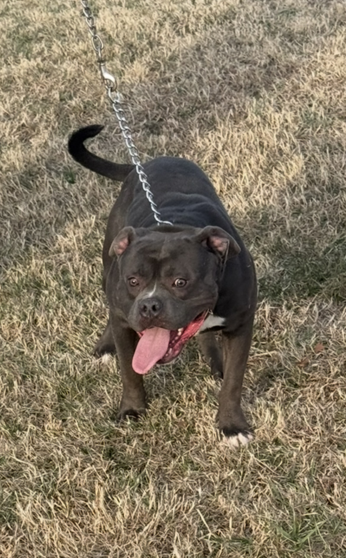 Dog Featured Image