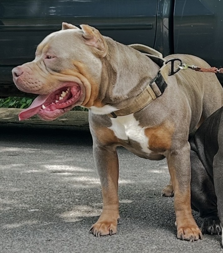 Dog Featured Image