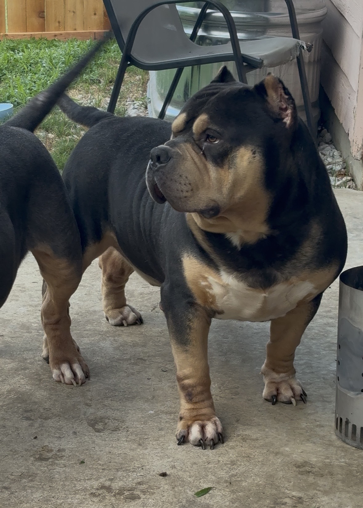 Dog Featured Image