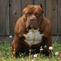 Dtx bullies Apex