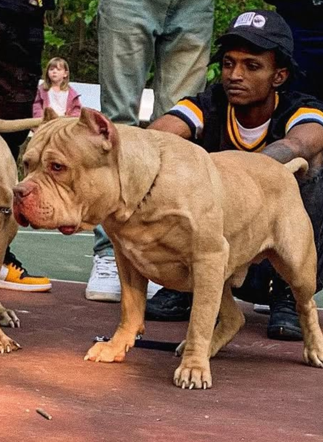 Dog Featured Image