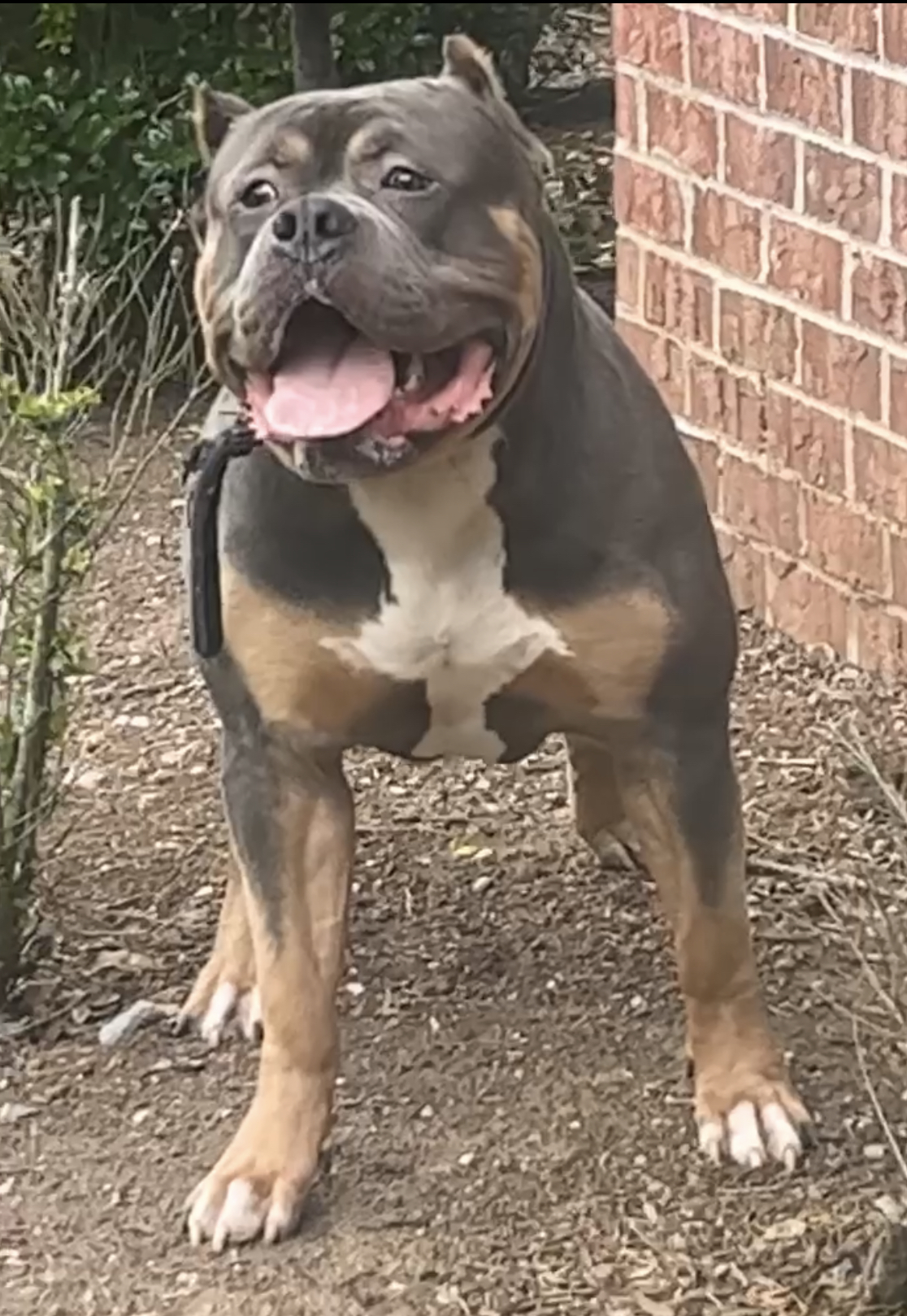 Dog Featured Image