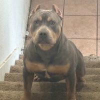 Dog Featured Image