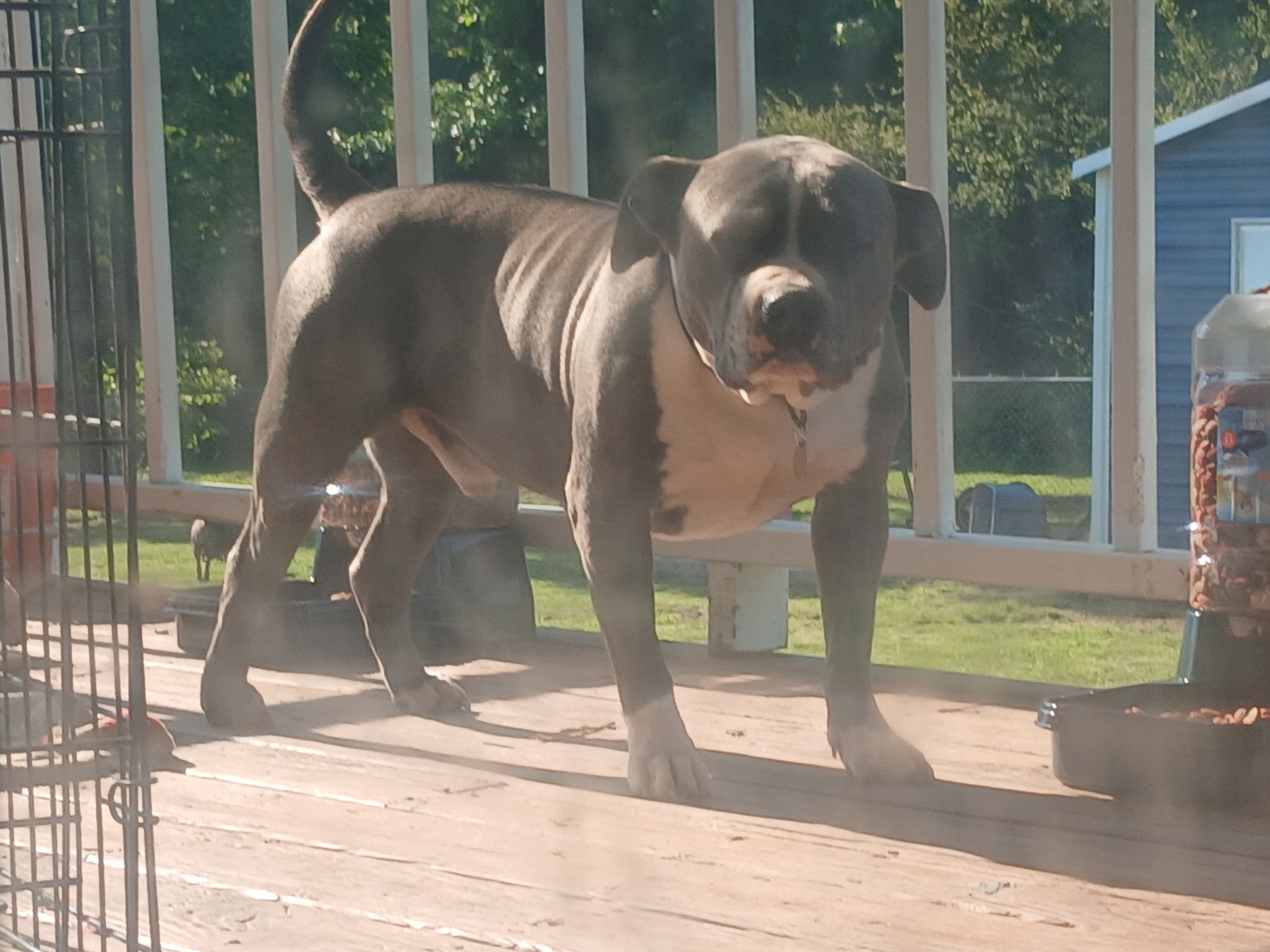 Dog Featured Image