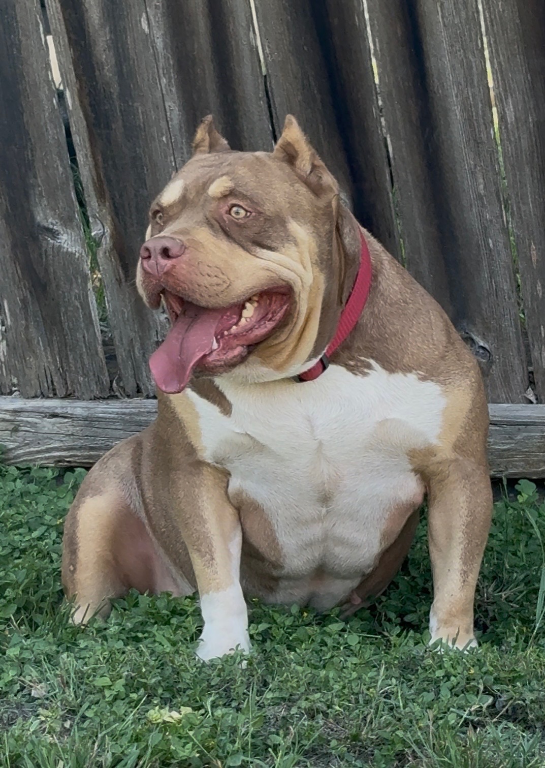 Dog Featured Image
