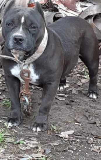 Dog Featured Image