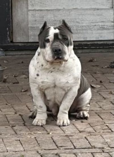 Dog Featured Image