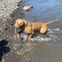 Dog Featured Image