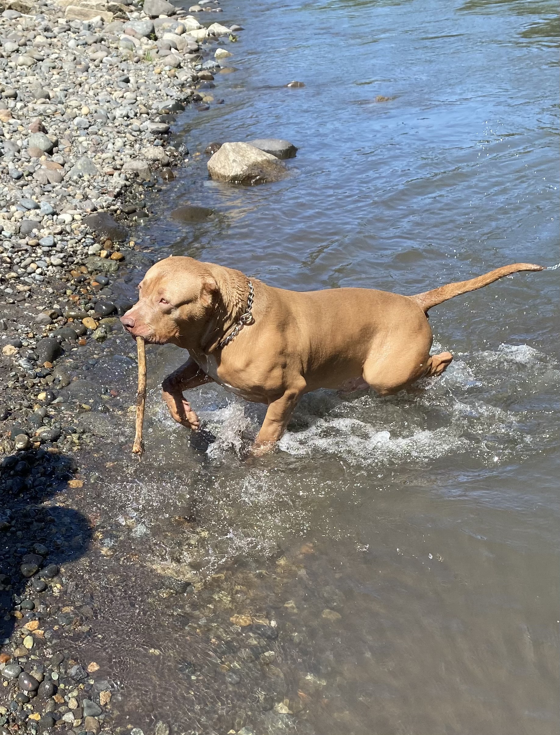 Dog Featured Image