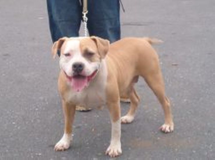 Dog Featured Image