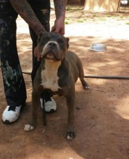Dog Featured Image