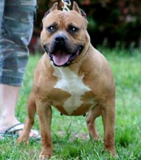 Dog Featured Image