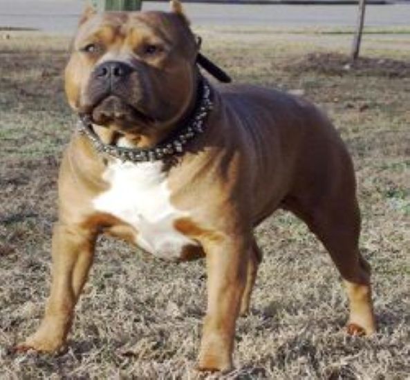 Dog Featured Image