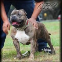 ELMCITYBULLIES’ TYSON
