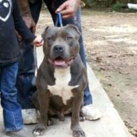 SICCMADE’S BOOGOTTI
