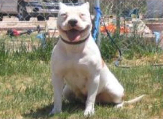 Dog Featured Image