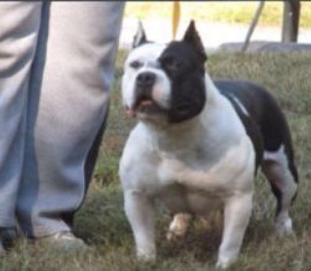 Dog Featured Image