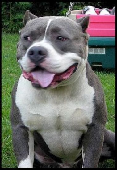 Dog Featured Image