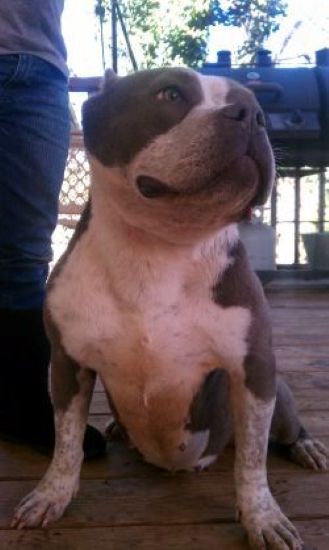 Dog Featured Image