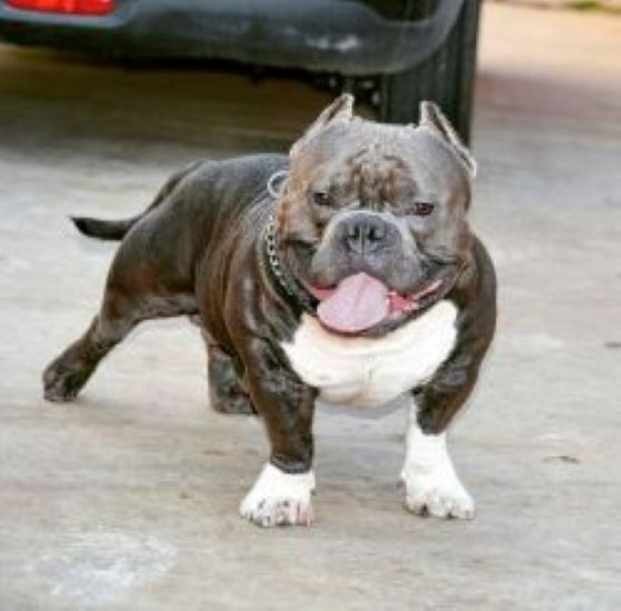 Dog Featured Image