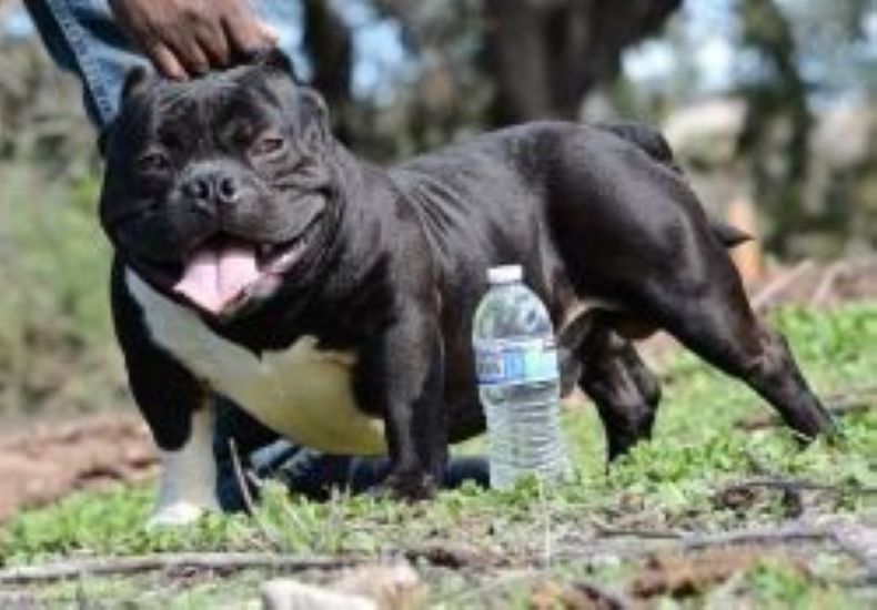 Dog Featured Image