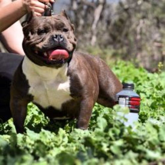 Dog Featured Image