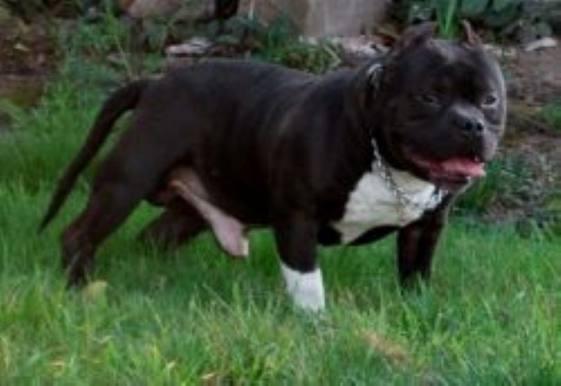 Dog Featured Image