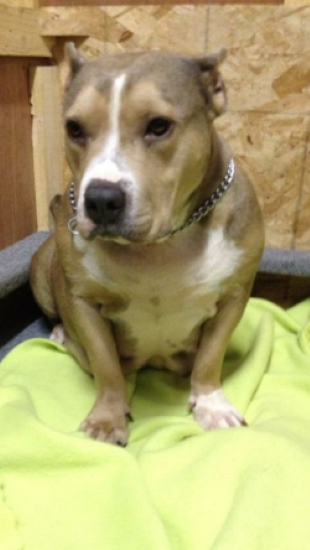 Dog Featured Image