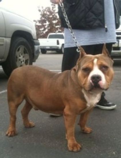 Dog Featured Image