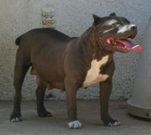 Dog Featured Image