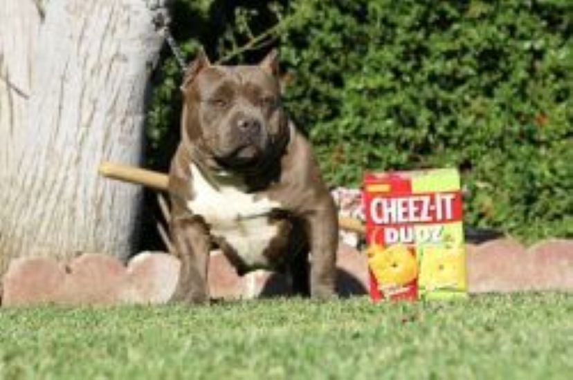 Dog Featured Image