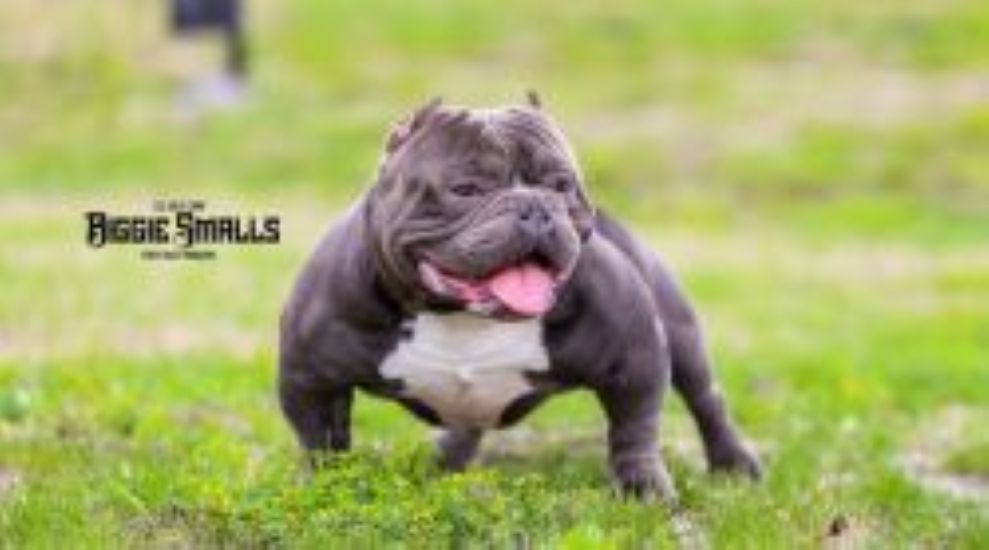 Dog Featured Image