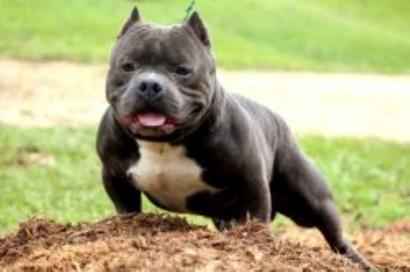 Dog Featured Image