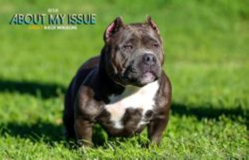 Dog Featured Image