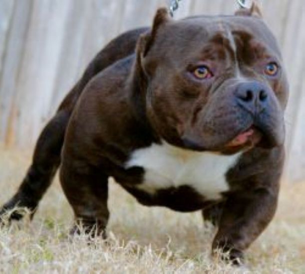 Dog Featured Image